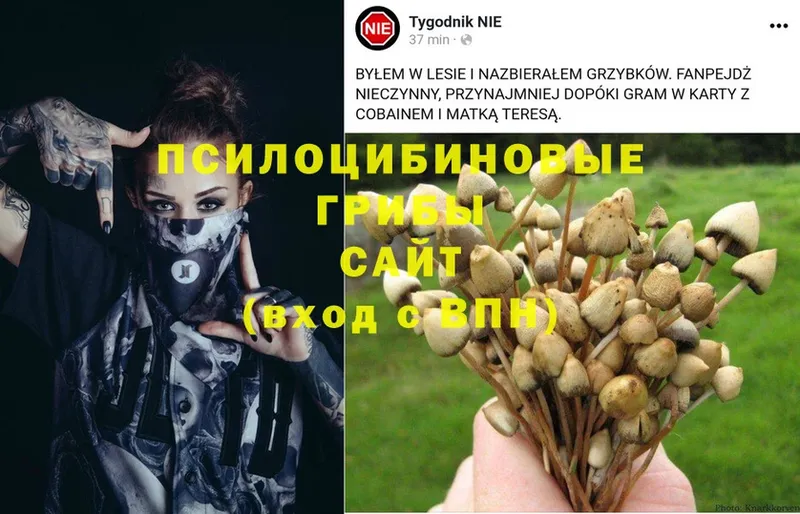 Псилоцибиновые грибы MAGIC MUSHROOMS  Партизанск 